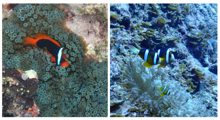 Anemonefish are better taxonomists than humans | Okinawa Institute